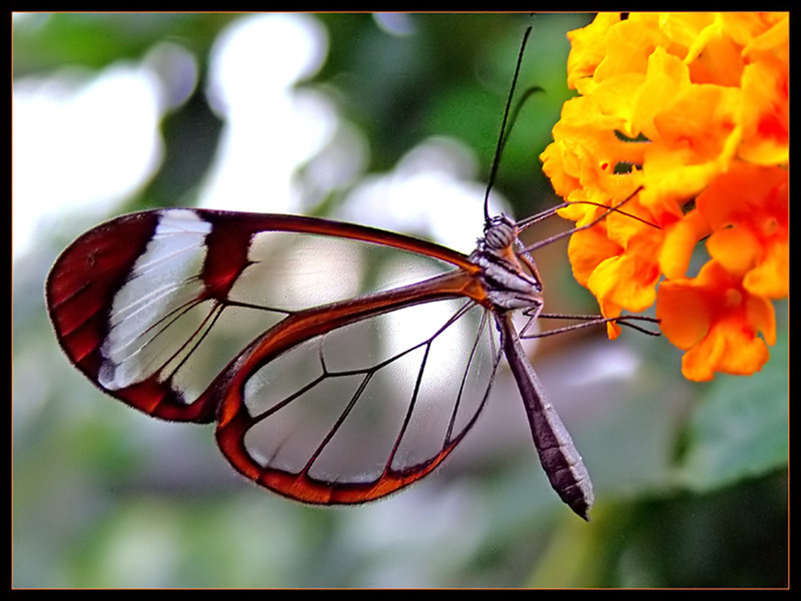 Mariposa | Recurso educativo 33909