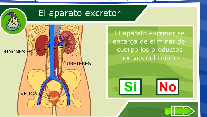 El aparato excretor | Recurso educativo 35656