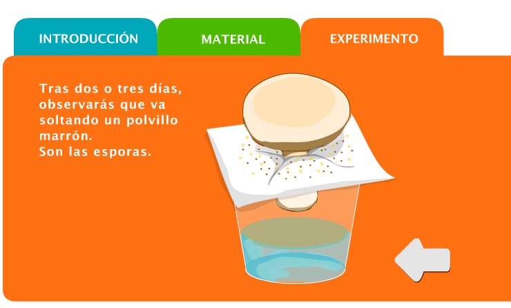 Observar las esporas de un champiñon | Recurso educativo 36108