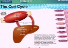 Video: The Cori Cycle | Recurso educativo 39915