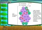 Photosynthesis | Recurso educativo 39938