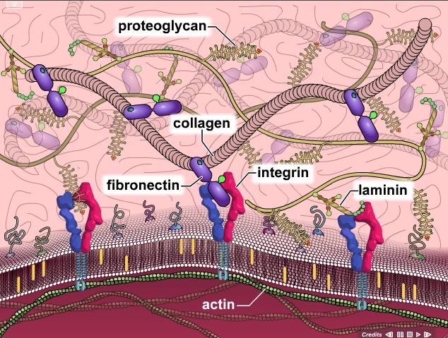 Video: Frontiers in Tissue Engineering Research | Recurso educativo 39946