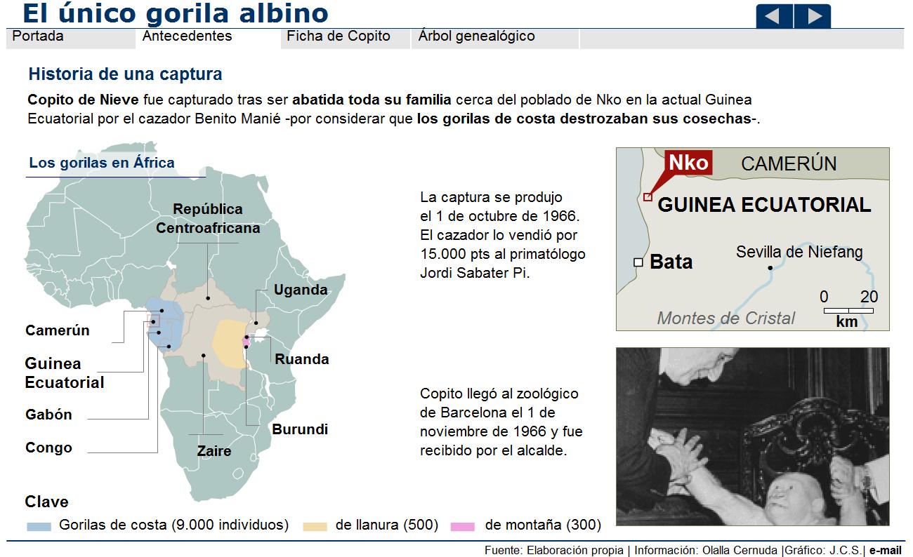 El único gorila albino | Recurso educativo 41219