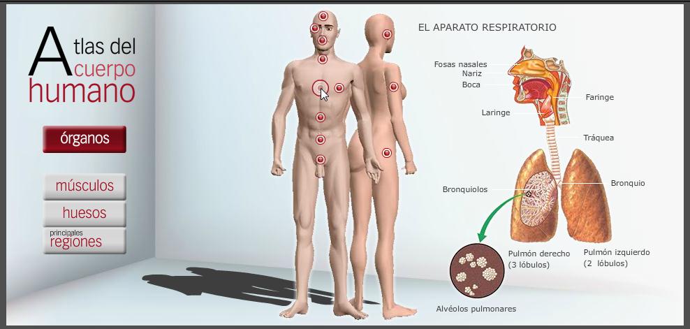 Atlas de anatomía del cuerpo humano | Recurso educativo 43258