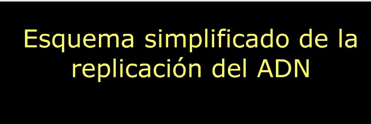 Duplicación del ADN | Recurso educativo 43691