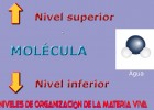 Niveles de organización de la materia viva | Recurso educativo 43704