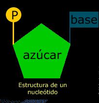 Los ácidos nucleicos | Recurso educativo 44474