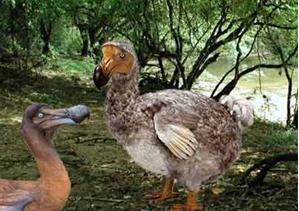 El dodo, un fósil que conocimos | Recurso educativo 44735