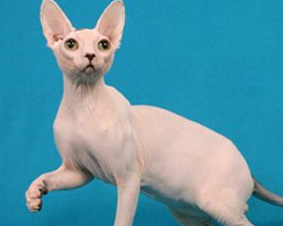 Sphynx | Recurso educativo 46221