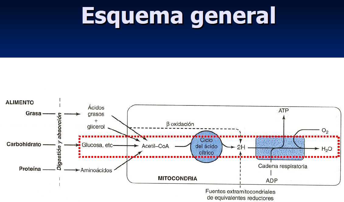 Cadena respiratoria | Recurso educativo 47281