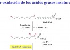 Degradació d'àcids grassos | Recurso educativo 47322