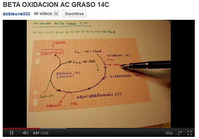 La beta oxidació d'un àcid gras de 14 carbonis | Recurso educativo 47324