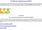 ARN de transferencia | Recurso educativo 49100