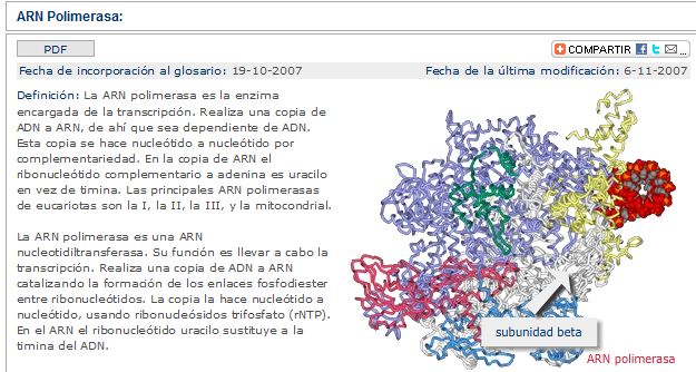 ARN polimerasa | Recurso educativo 49127