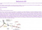 Replicació de l'ADN | Recurso educativo 49511