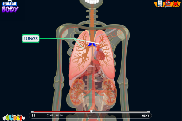 Human body | Recurso educativo 49575