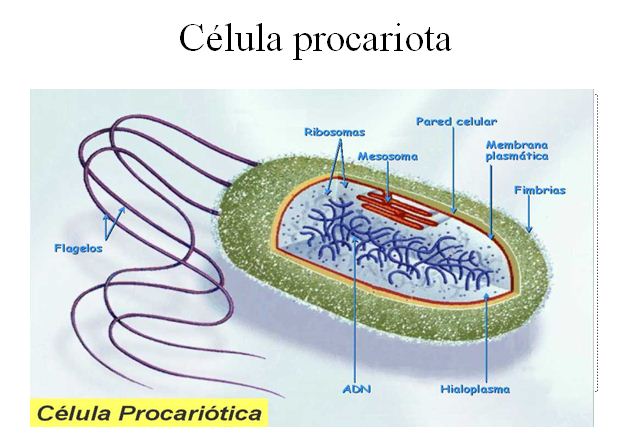 La célula | Recurso educativo 49770