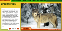 Gray wolf facts | Recurso educativo 56184