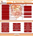 Aparato digestivo | Recurso educativo 59197