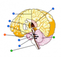 Brain labeling | Recurso educativo 60308