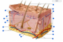 Skin labeling | Recurso educativo 60617