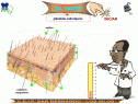 Interactivo: Test sobre el sentido del tacto | Recurso educativo 10343