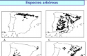 Especies arbóreas | Recurso educativo 18142