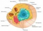 La célula: Composición, Estructura y Función | Recurso educativo 23971