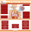 Aparatos del cuerpo humano | Recurso educativo 26646