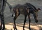 Cute Baby Zebra Colt-Cincinnati Zoo | Recurso educativo 29658