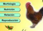 Las aves | Recurso educativo 2979