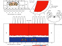 Recortable en 3D: Santa Claus | Recurso educativo 30033