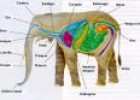 Clasificación del Reino Animal | Recurso educativo 30840