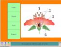 Les plantes | Recurso educativo 4390