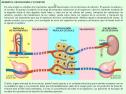 Aparatos que intervienen en la nutrición 2 | Recurso educativo 7374