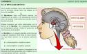 El sistema endocrino | Recurso educativo 7377