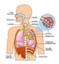 Aparell respiratori humà | Recurso educativo 70246