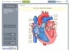 El corazón | Recurso educativo 71390