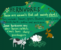 Herbivores | Recurso educativo 73395