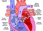 Ventrículo - Wikipedia, la enciclopedia libre | Recurso educativo 94766