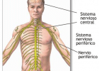 KirolXabi: ANATOMIA: NERVIO SISTEMA (SISTEMA NERVIOSO) | Recurso educativo 95558