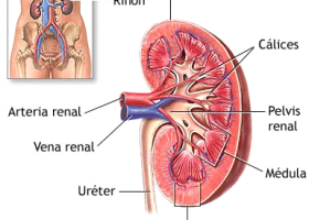 KirolXabi: ANATOMIA: IRAITZ SISTEMA (SISTEMA EXCRETOR) | Recurso educativo 95563