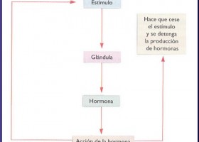 Mis Actividades de Primaria: El sistema endocrino | Recurso educativo 108214