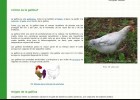 Características de la gallina | Recurso educativo 500136