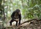 Chimpancé: fotografía. | Recurso educativo 500137