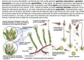 Musgos y helechos | Recurso educativo 678467