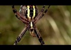 Como caza la araña de un jardín y otras cosas. | Recurso educativo 682031