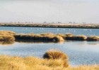 Doñana National Park - Wikipedia, the free encyclopedia | Recurso educativo 683933