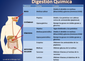 Biología y Geología 3ºESO: Digestión química | Recurso educativo 686455