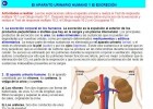 El APARATO URINARIO HUMANO Y LA EXCRECIÓN | Recurso educativo 687818